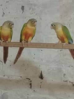 pineapple conure red factor for sale