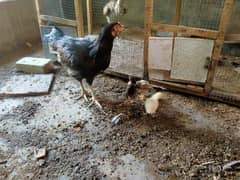 murgi with chicks/ hen with chicks