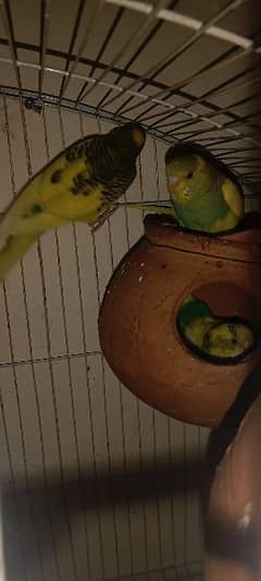 Parrots selling