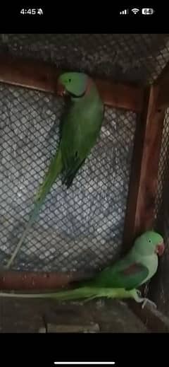 Raw Parrots indian