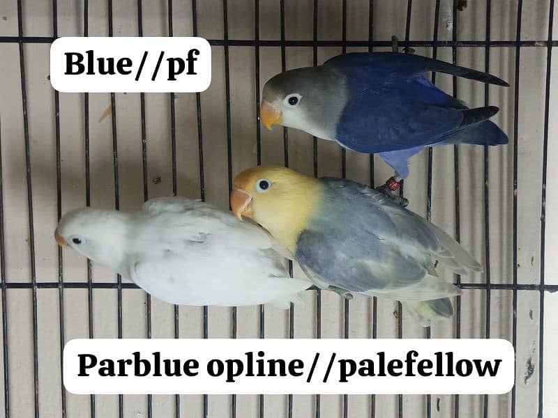 parblue opline posbl pf 4
