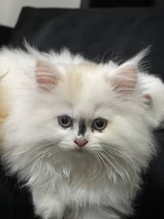 home persian kittens for sell
