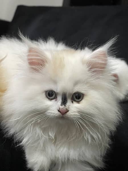 home persian kittens for sell 0