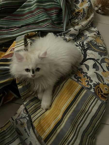 home persian kittens for sell 1