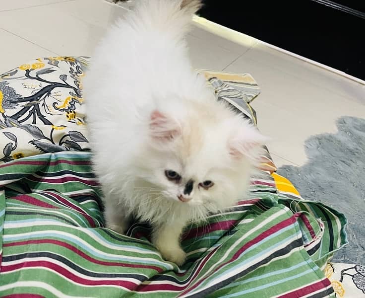 home persian kittens for sell 2
