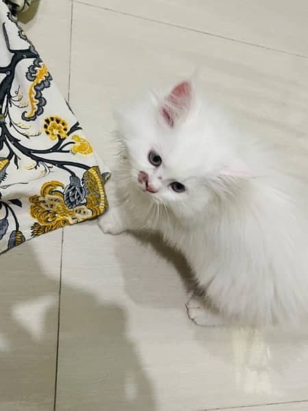home persian kittens for sell 5