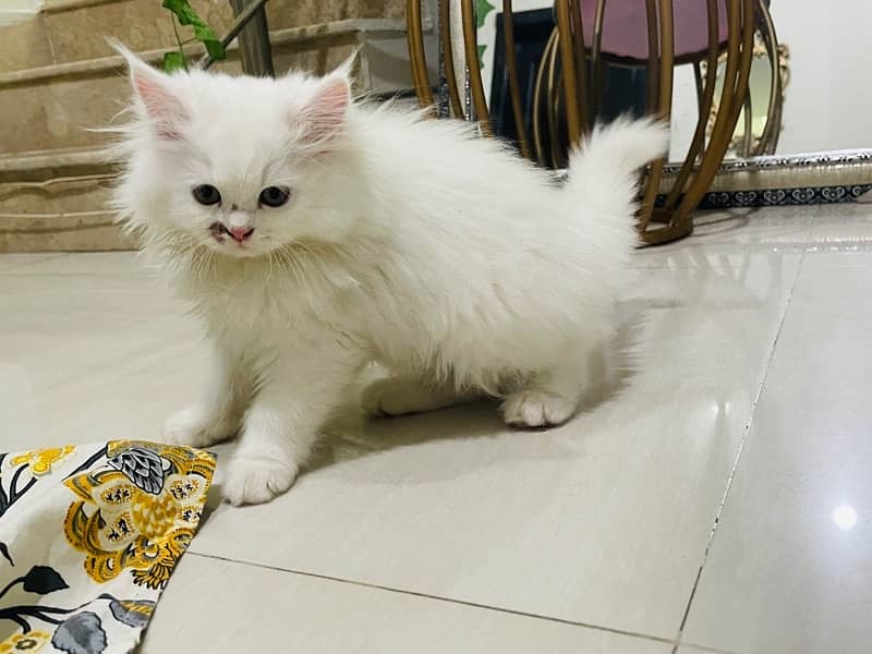 home persian kittens for sell 6