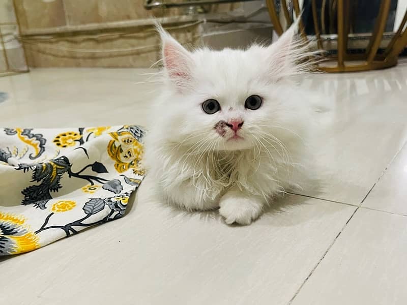 home persian kittens for sell 7