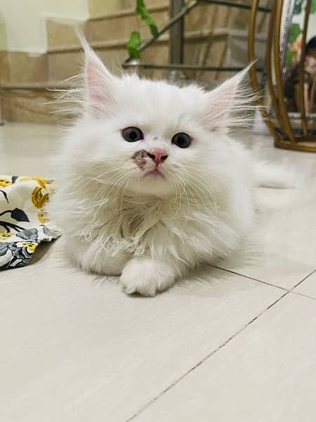 home persian kittens for sell 8