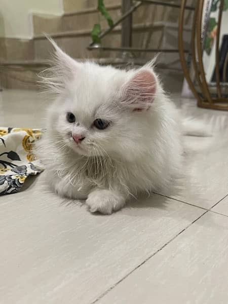 home persian kittens for sell 9