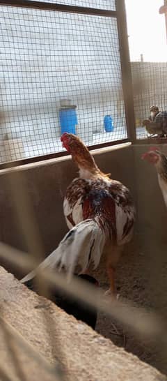 i m selling my home breed chicks pr pec 600 to 800 depand on parents