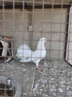 Fancy pigeon white . .