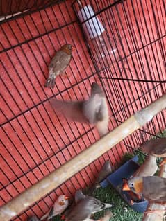 Healthy Active Mutations Finches For Sale 0