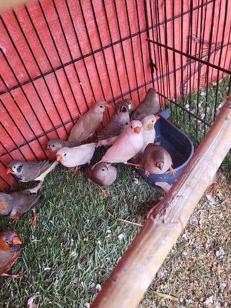 Healthy Active Mutations Finches For Sale 1