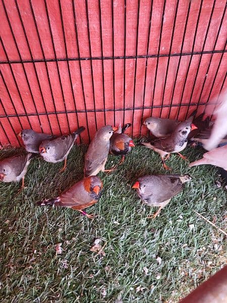 Healthy Active Mutations Finches For Sale 2