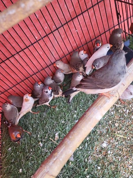 Healthy Active Mutations Finches For Sale 3