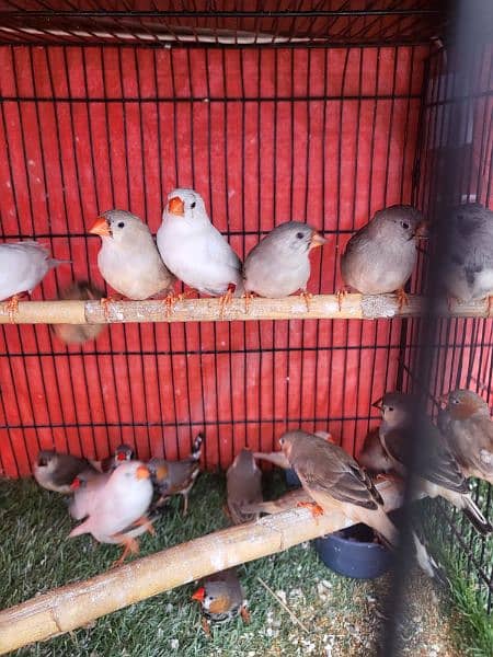 Healthy Active Mutations Finches For Sale 4