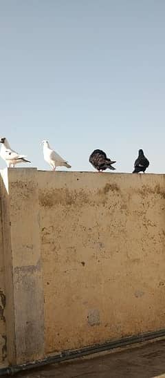 king pigeons