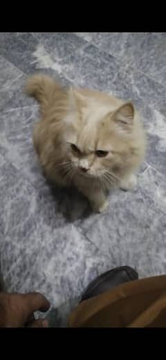 cat male for sale healthy and active