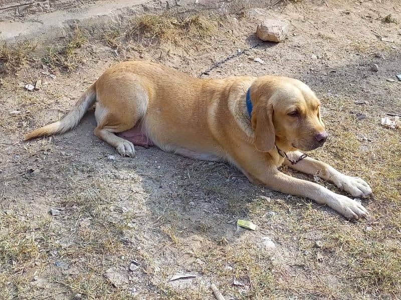 labra female full active nd trained 1