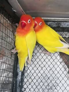 Love birds,breeder pairs, pathe and adult pcs.