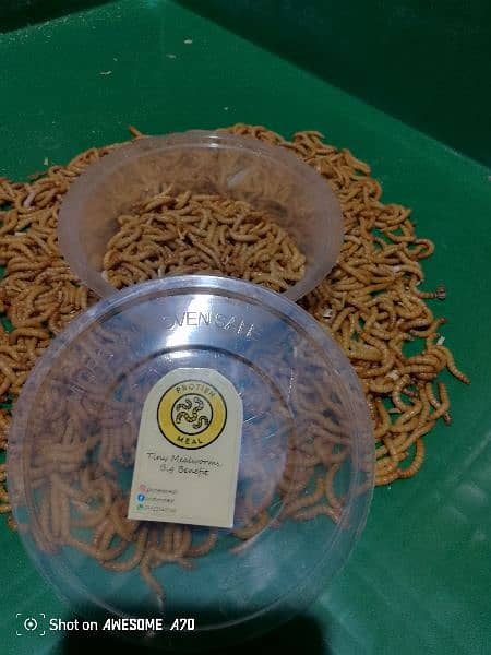 50 gm or live Mealworms for your pets (dry also available) 0