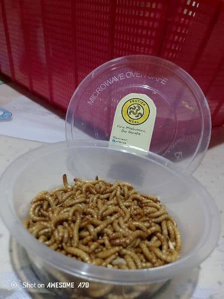50 gm or live Mealworms for your pets (dry also available) 3