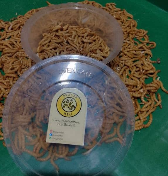 50 gm or live Mealworms for your pets (dry also available) 4