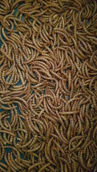 50 gm or live Mealworms for your pets (dry also available) 5