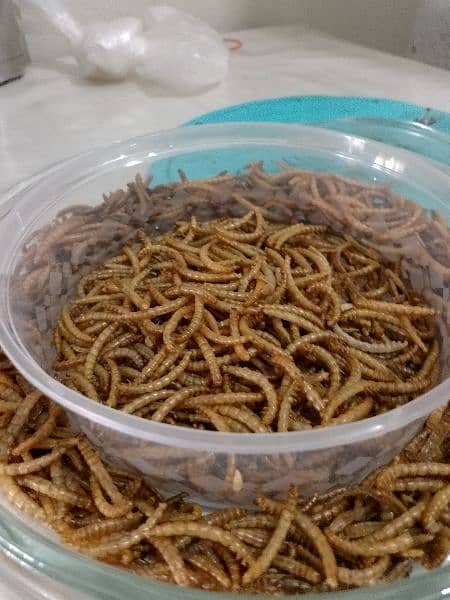 50 gm or live Mealworms for your pets (dry also available) 6