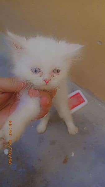 fully vaccinated percian cat with 4 kittens 11