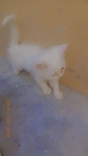 fully vaccinated percian cat with 4 kittens 15