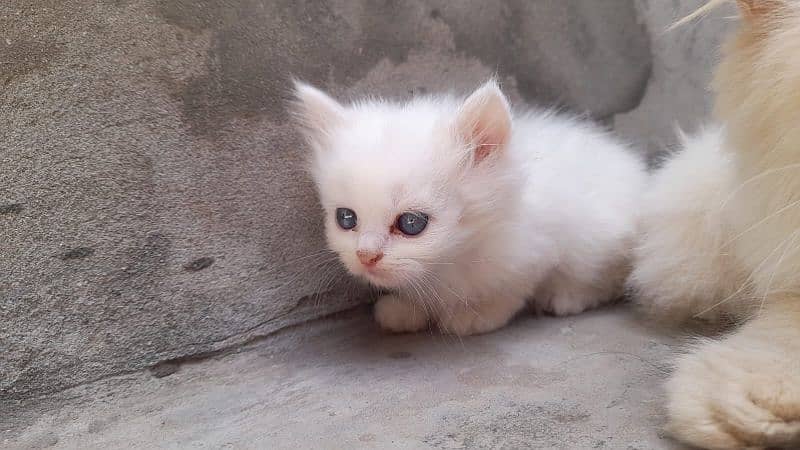 Persian punch face kitten 6