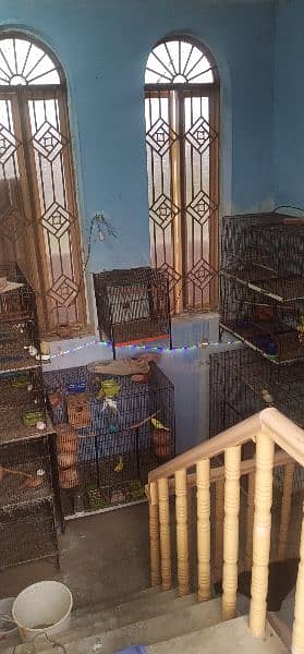 urgent all satup cage parrots sale 03221150580 2