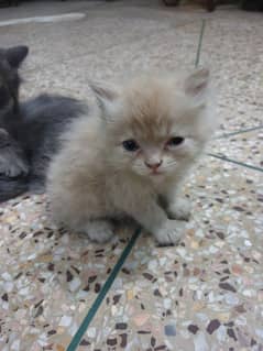 persian kittens for sale 8.5k each 1 month age
