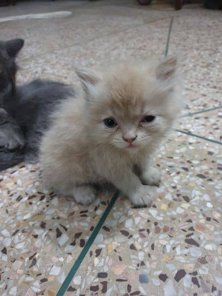 persian kittens for sale 8.5k each 1 month age 0