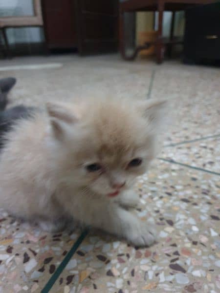 persian kittens for sale 8.5k each 1 month age 1