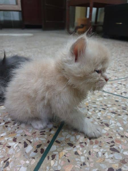 persian kittens for sale 8.5k each 1 month age 2