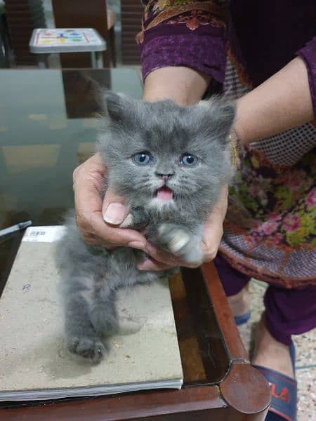 persian kittens for sale 8.5k each 1 month age 3