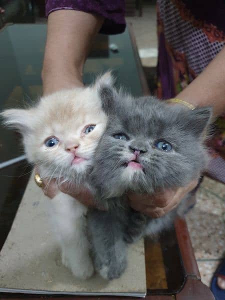 persian kittens for sale 8.5k each 1 month age 4
