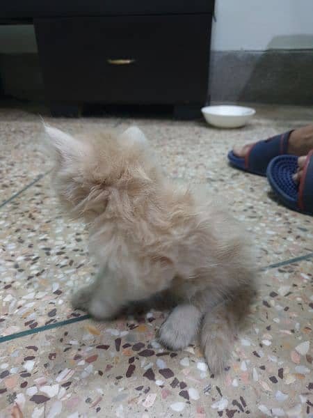 persian kittens for sale 8.5k each 1 month age 5