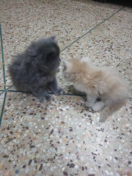 persian kittens for sale 8.5k each 1 month age 6