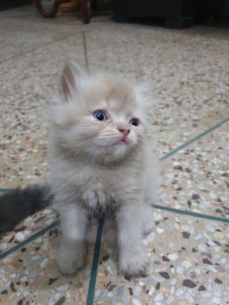 persian kittens for sale 8.5k each 1 month age 7