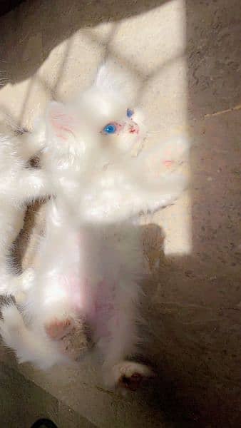 Persian cat blue eyes 0