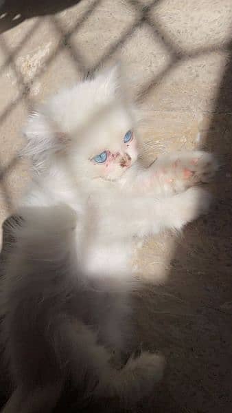 Persian cat blue eyes 1
