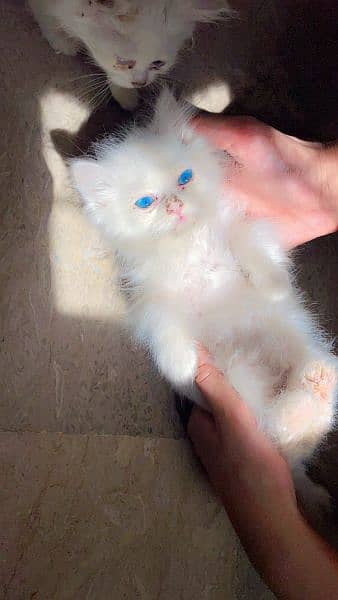 Persian cat blue eyes 2
