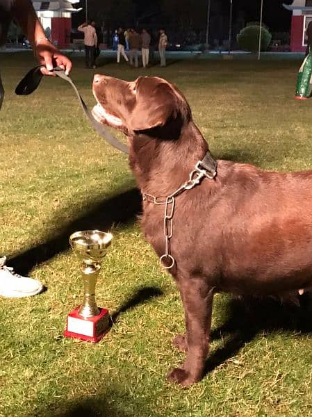 5 times Champion PKC  Female Chocolate British Labrador  for sale 2