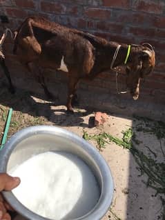 khalis organic goat milk