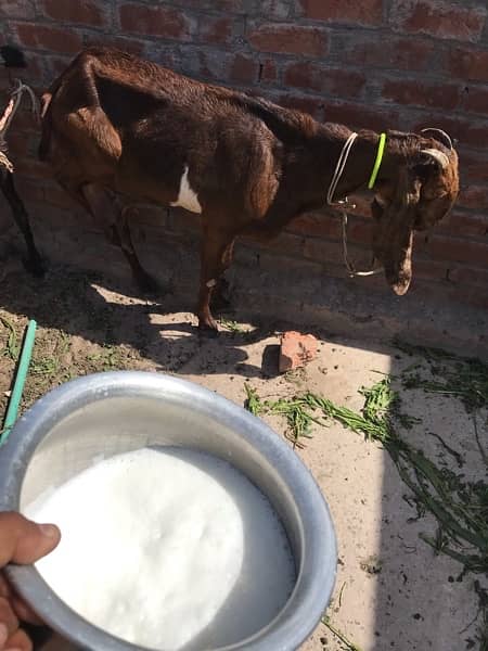 khalis organic goat milk 0