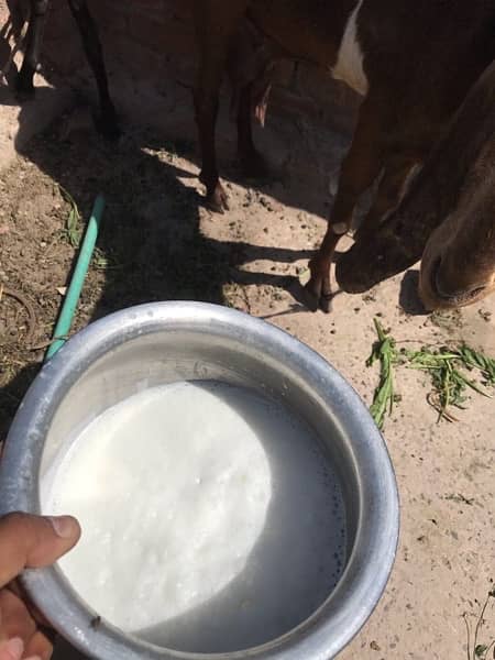 khalis organic goat milk 2